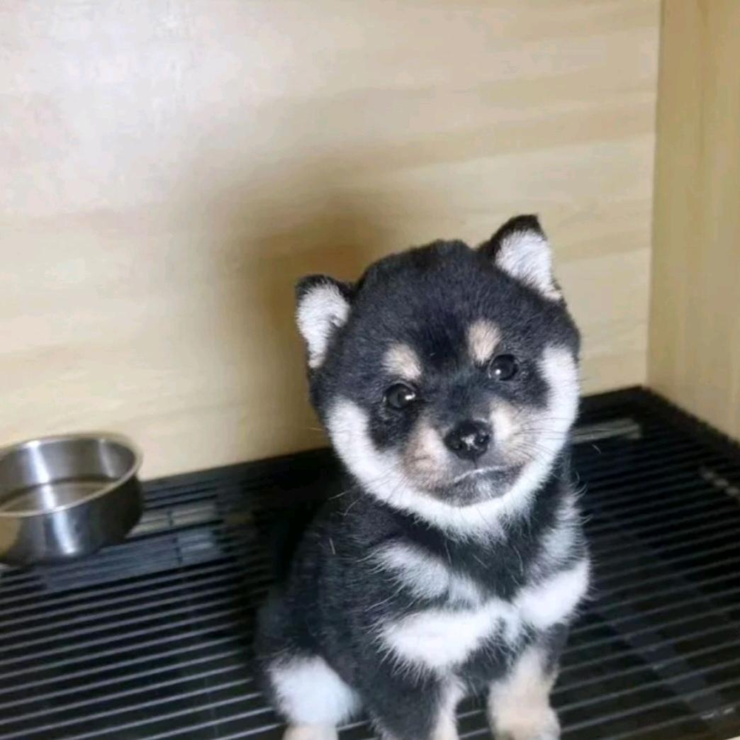 灵璧宠物基地官方号