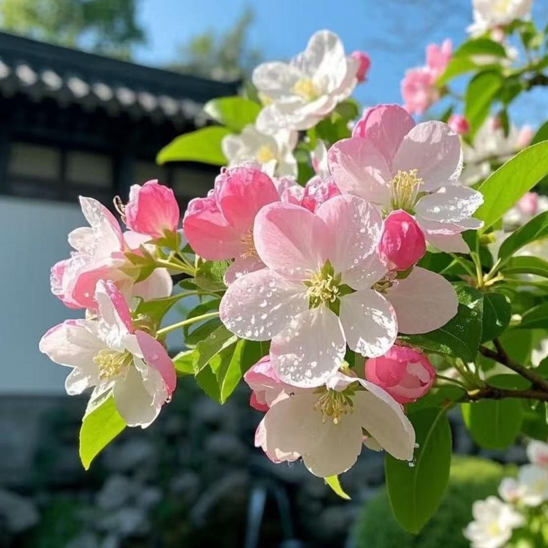 斯信仑直播362号