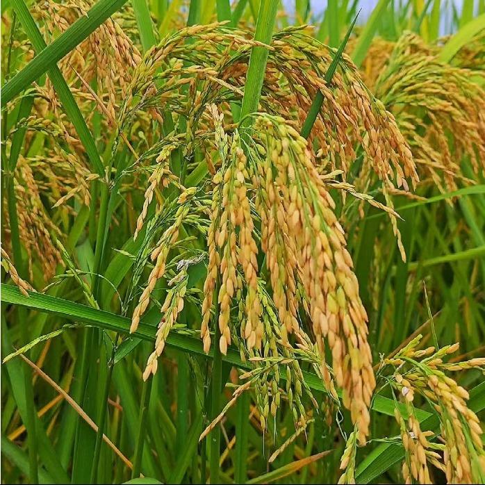 资哲立（昆明)百货有限公司