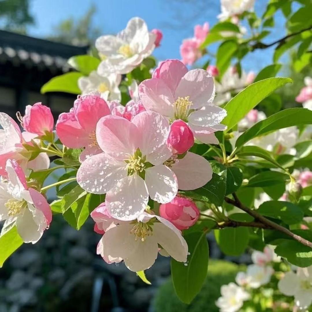 瑞世煜直播265号