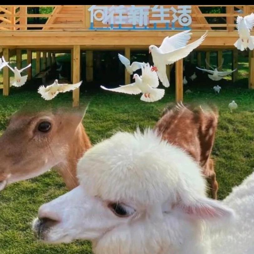 植物园萌宠开心农场