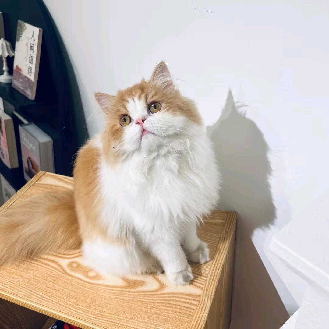 咪咔宠物店（店小二）