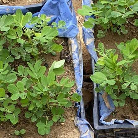 柠红小美百货号