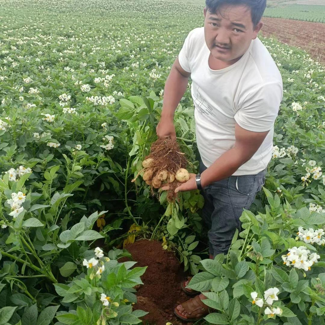 丽江红火马铃薯种植有限公司