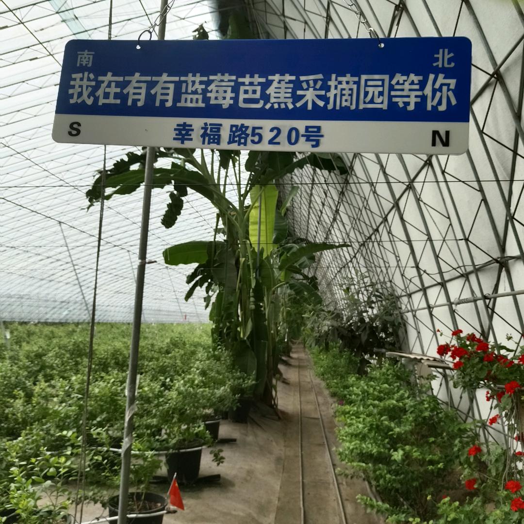 有有蓝莓芭蕉采摘园