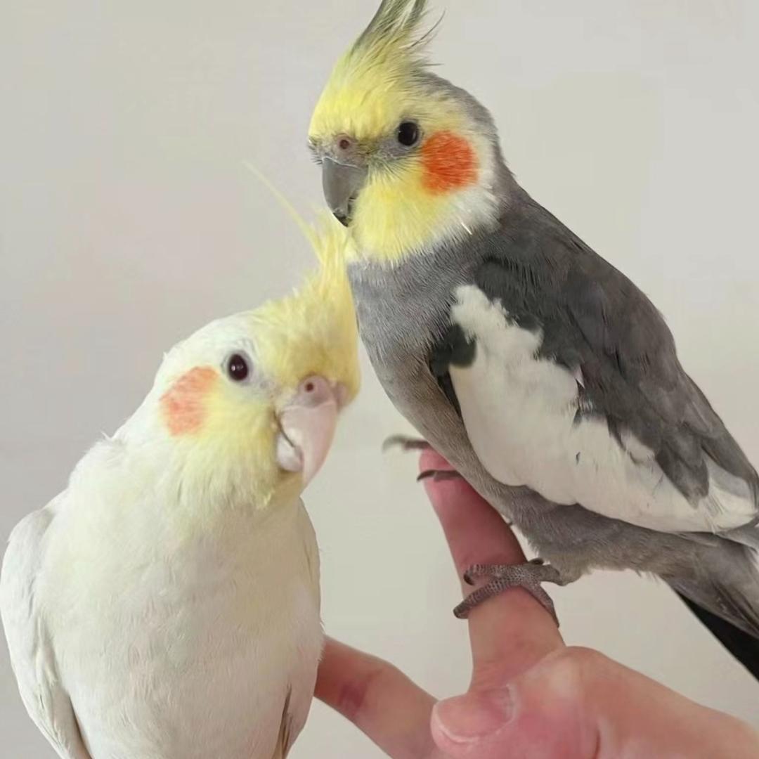 婧利文
