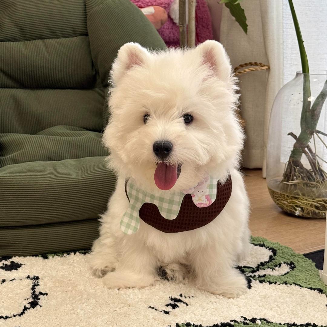 小锅家精品狗狗环宠森林(百联西郊店)