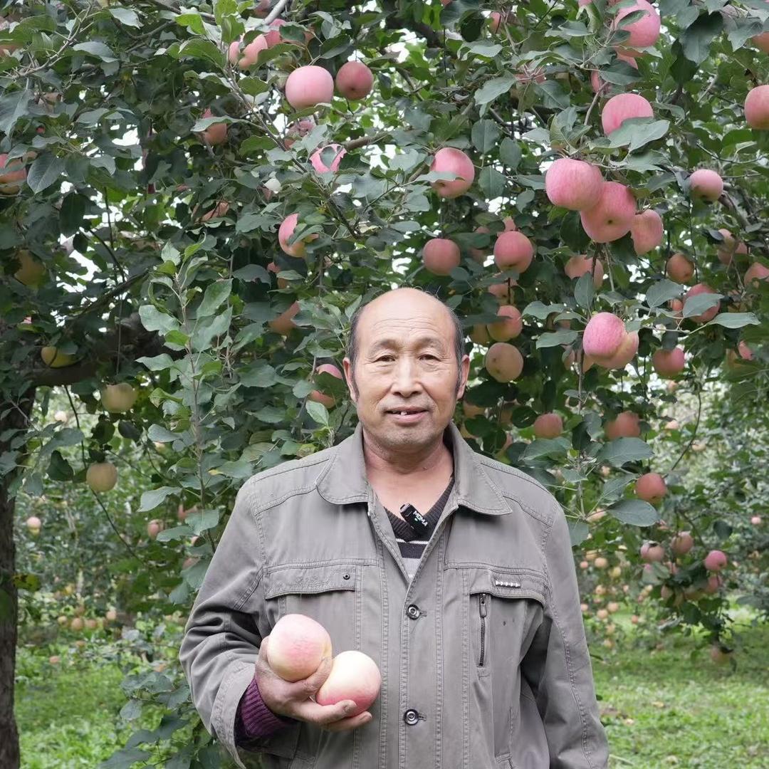 井陉苹果