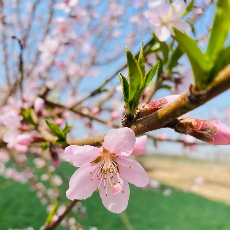 兴兴向荣7直播号