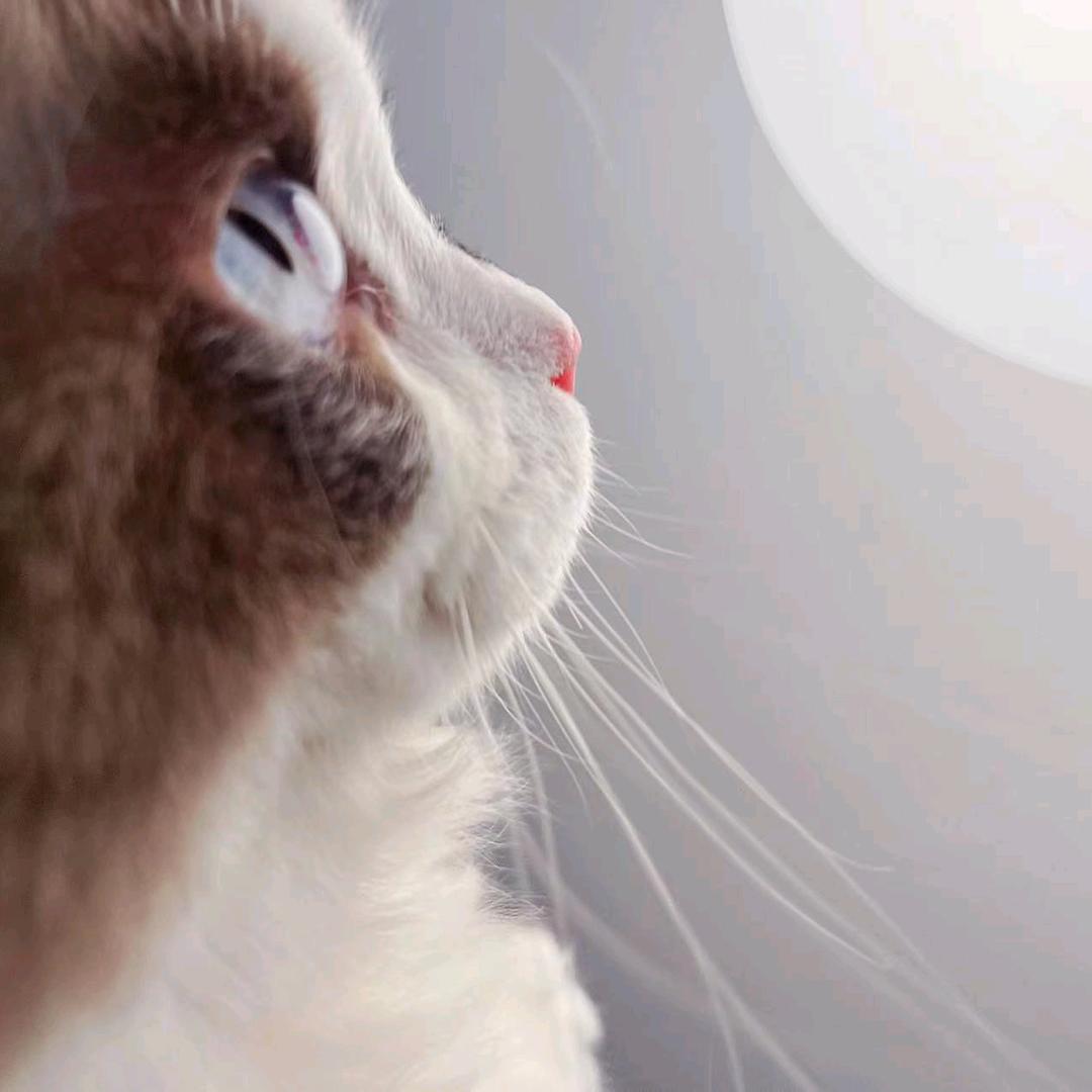 抖猫奶咖官方号