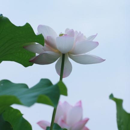 高粱酒坊荆州市紫倩百货店