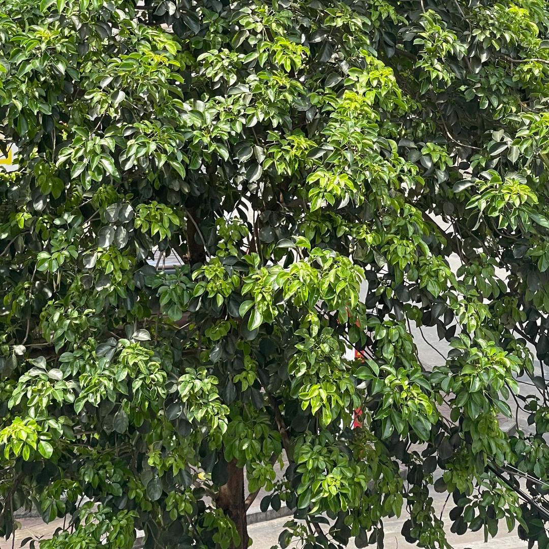 日丰管(坡巷路店)官方号