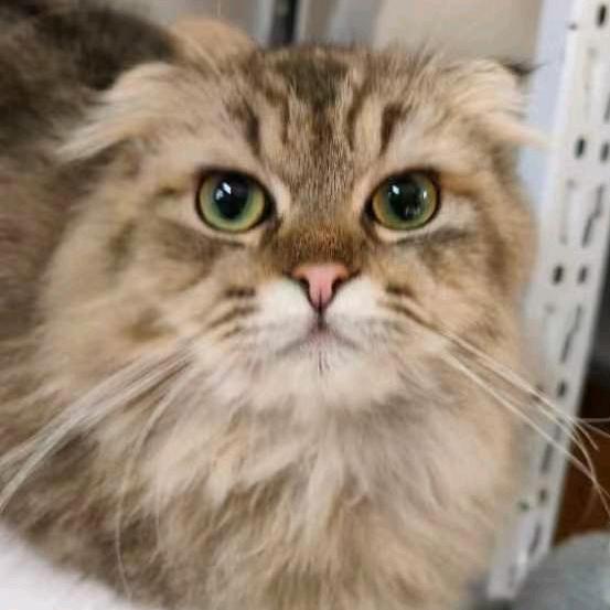 臻宠洗护·猫妈宠物用品官方号