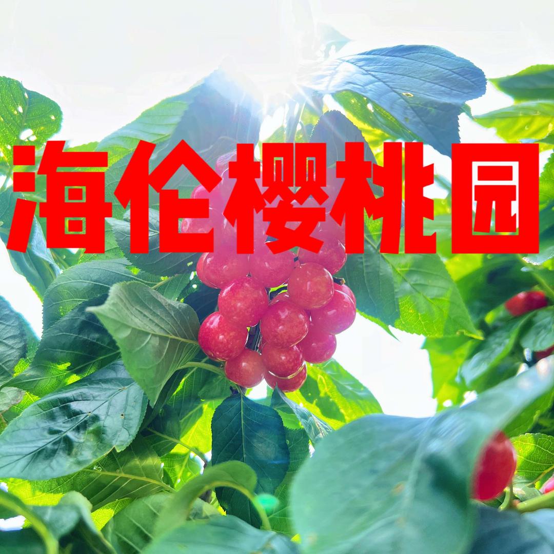 海伦樱桃园