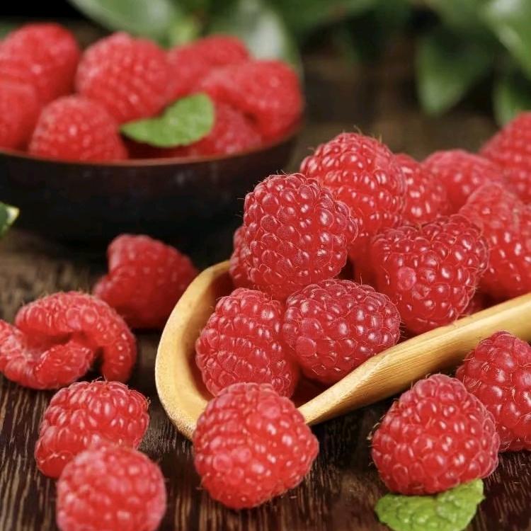 六盘山树莓采摘园