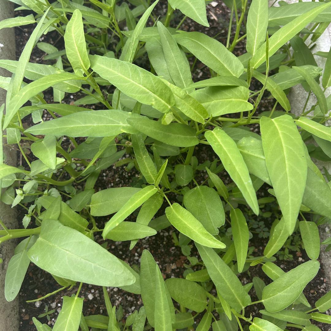 万嘉隆鑫鑫百货号