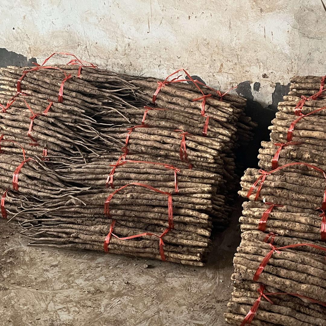 怀府山药种植基地（特产礼品汇）