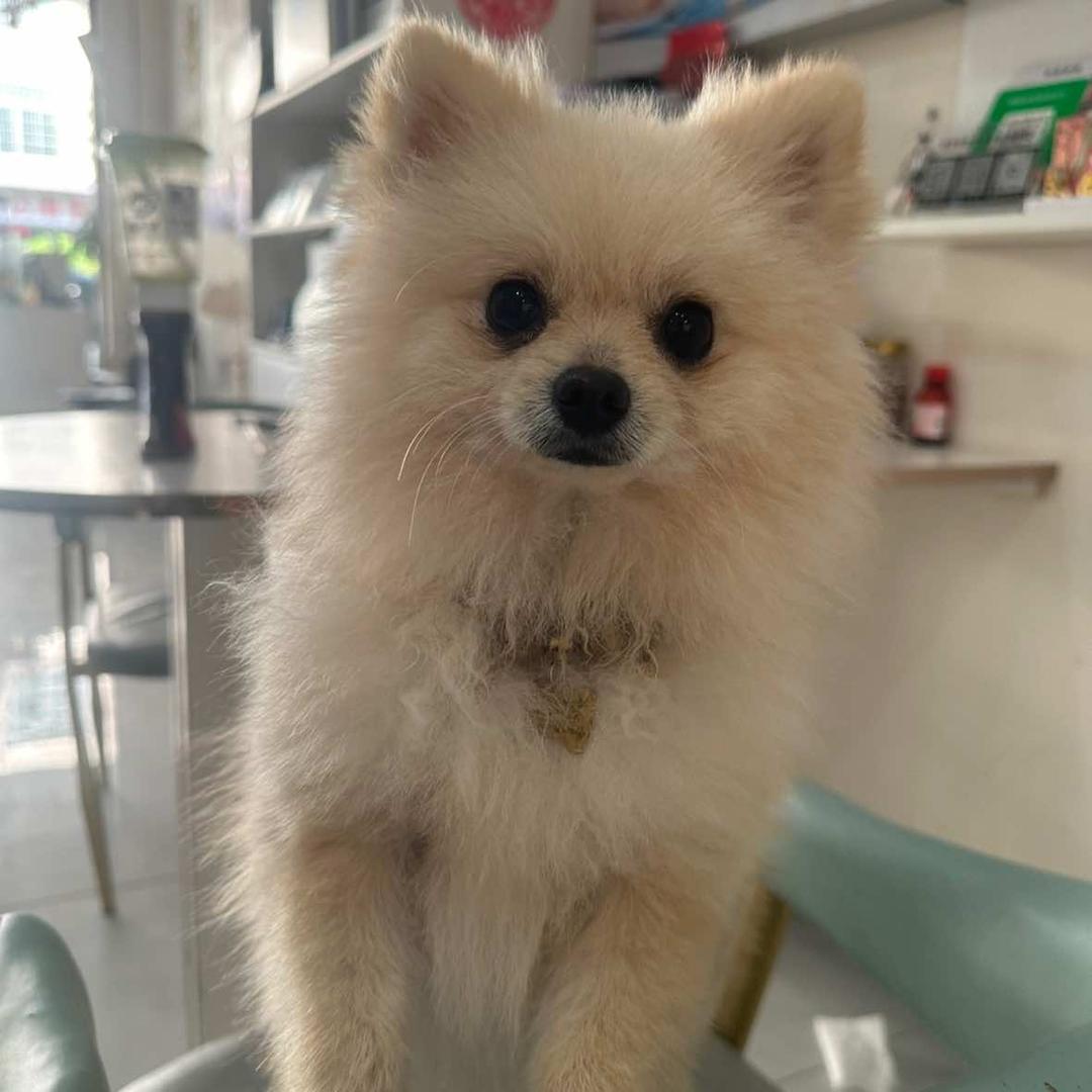 美臣——爱宠金条