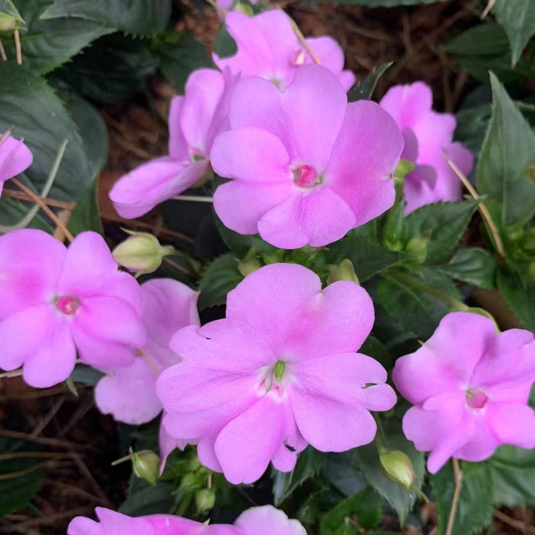 修志便利店 修志直播号