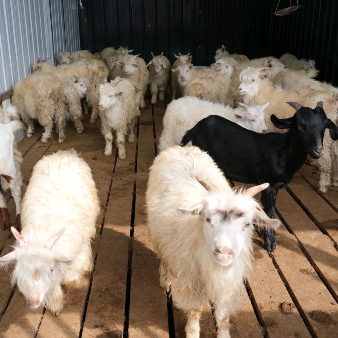 老回疆烤全羊(遵义店)官方号