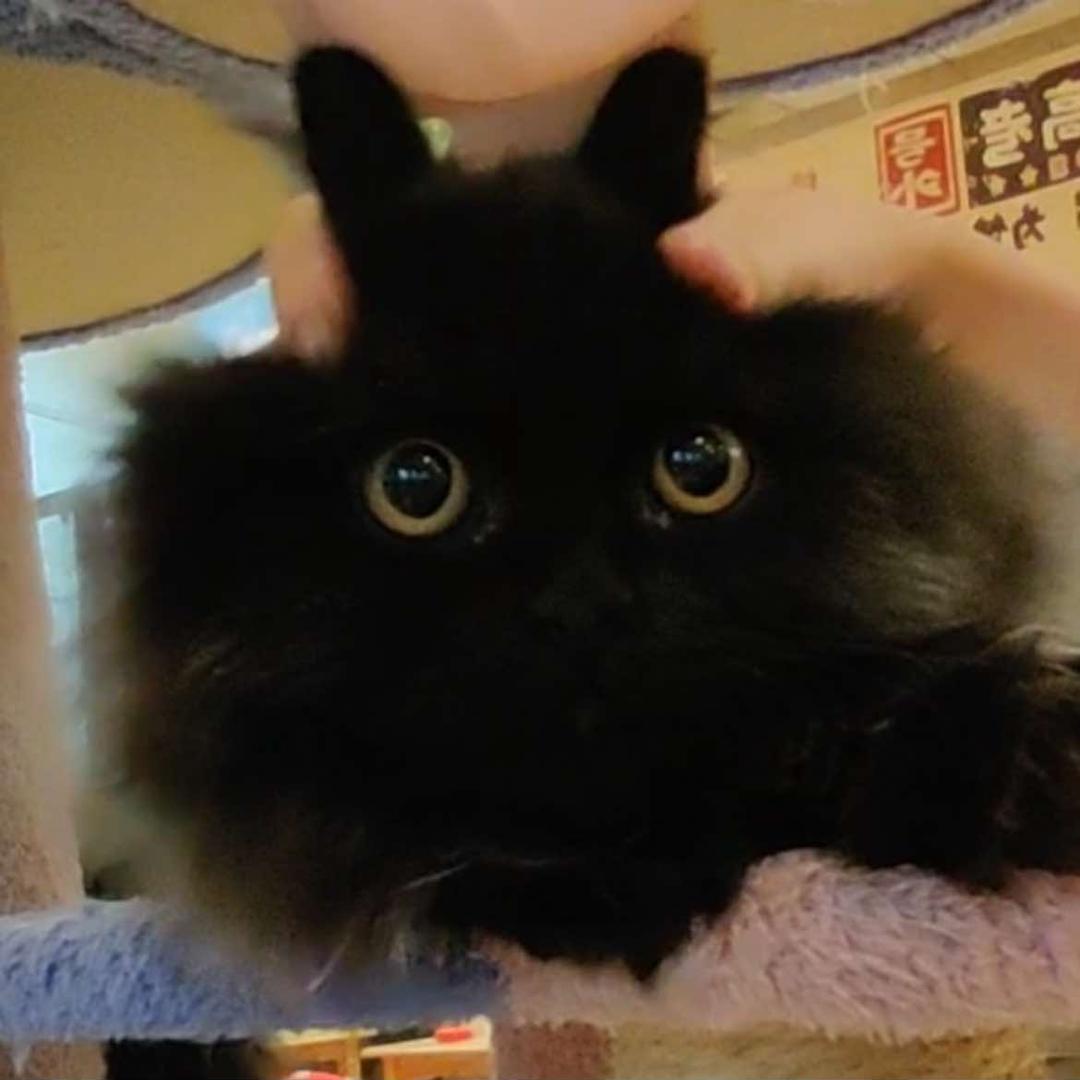 墩墩猫咖cat coffee官方号