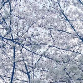 小嗄传媒直播号