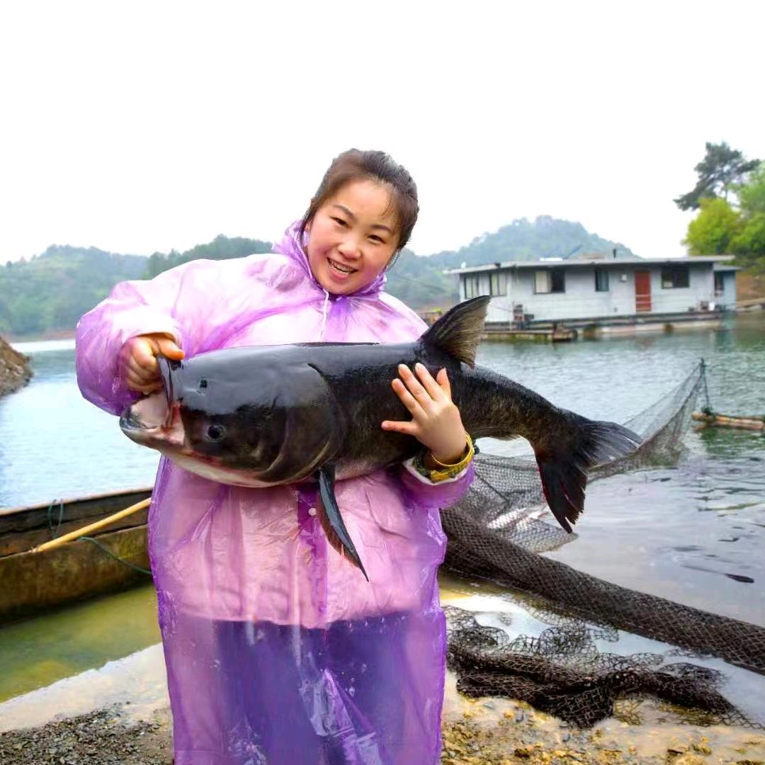 郑玲玲千岛湖有机鱼