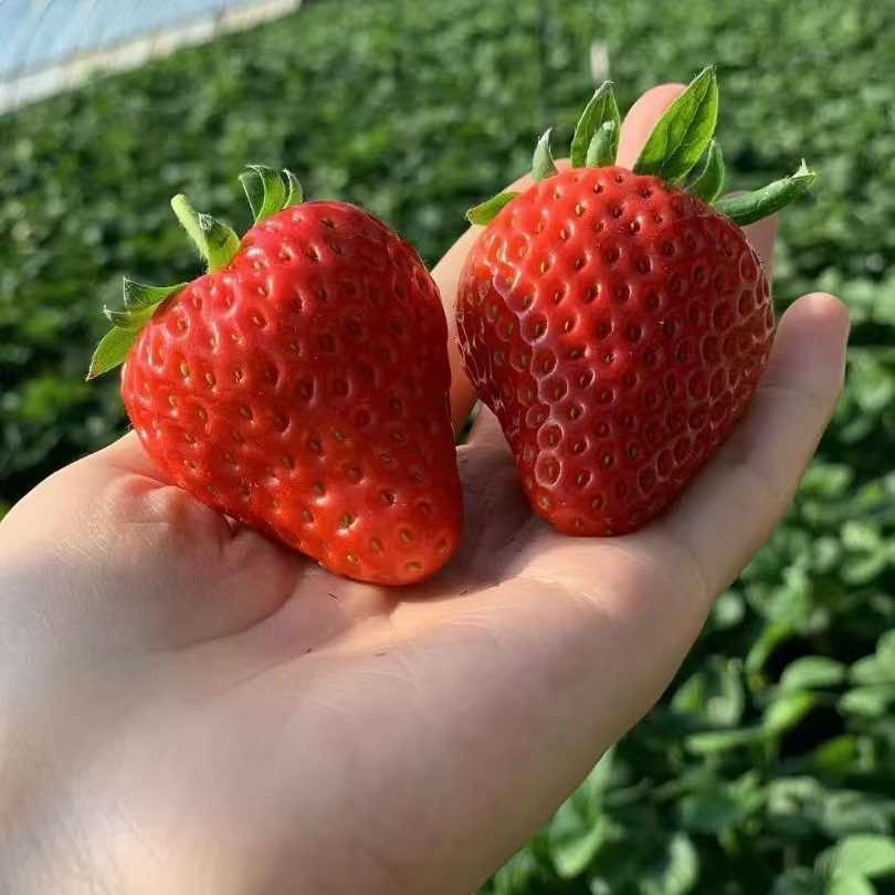 初心农场采摘园