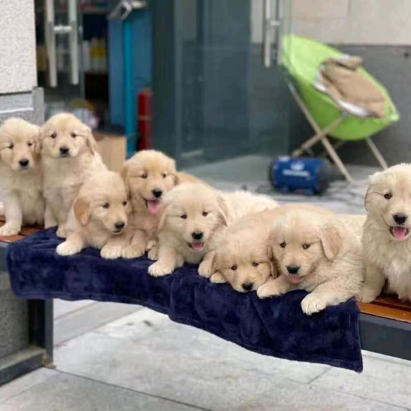 廷科宠物基地官方号