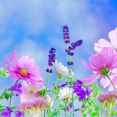 沈阳哲祛镂宠粉号