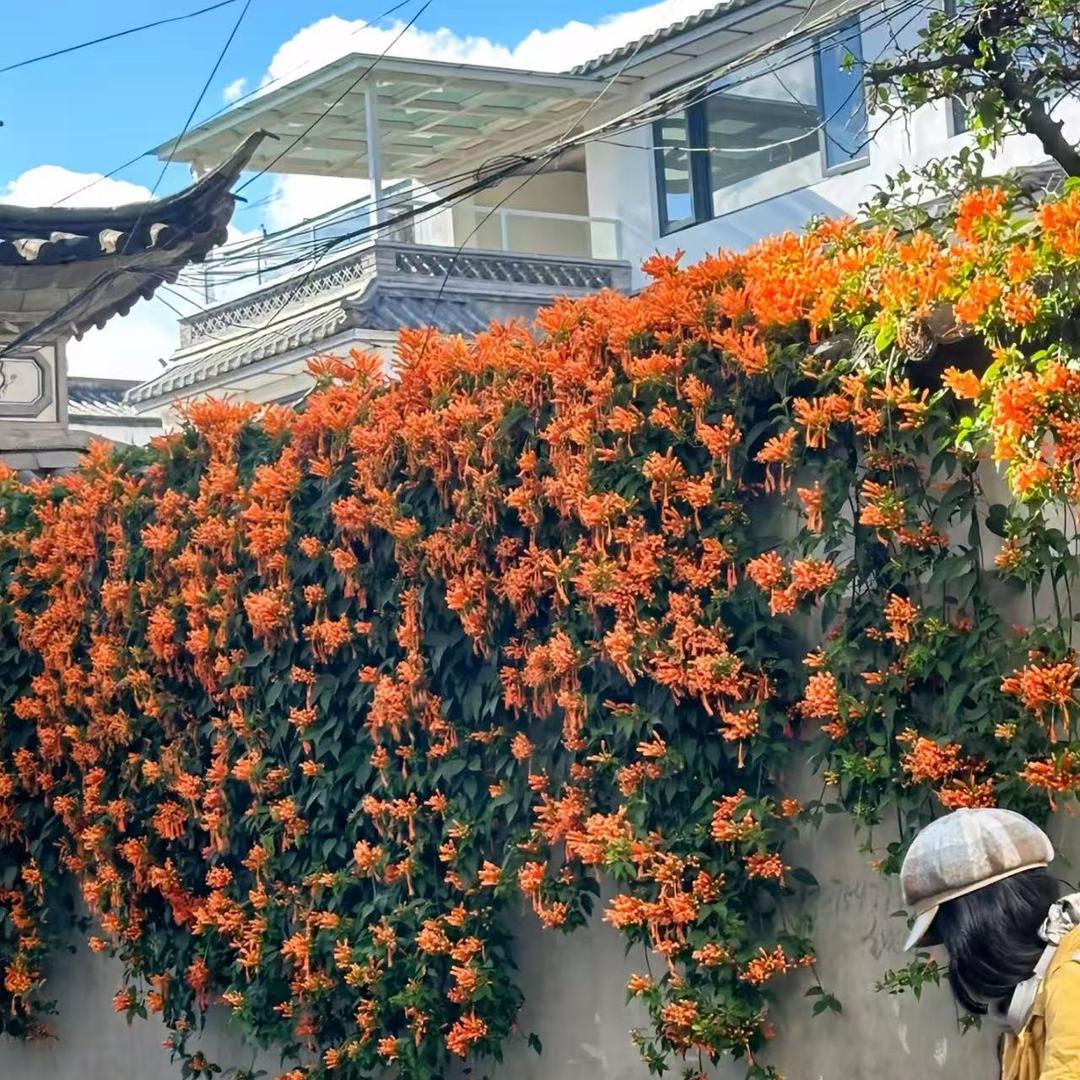 双峰县居玲商贸店