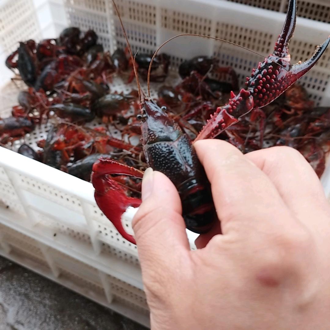 全优水产官方号