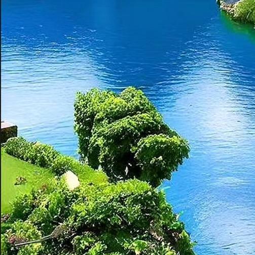 梦动阿嘎直播号