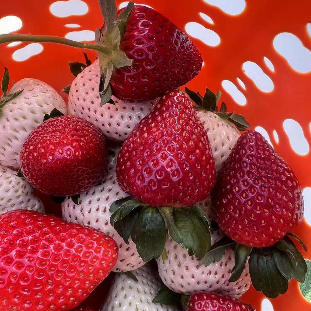 昌盛草莓采摘园（未来科技城北店）
