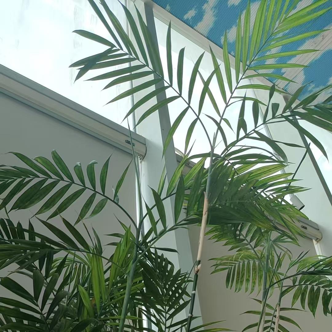 广州凯夏梅运输服务有限责任公司直播号