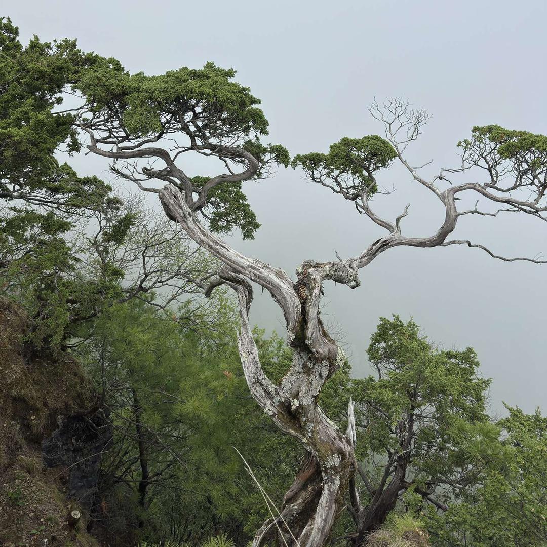 富平春烟酒小培