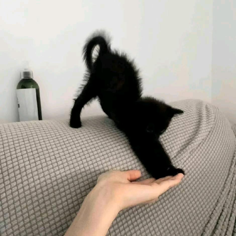 私影甜甜茶汣·腴美人馆