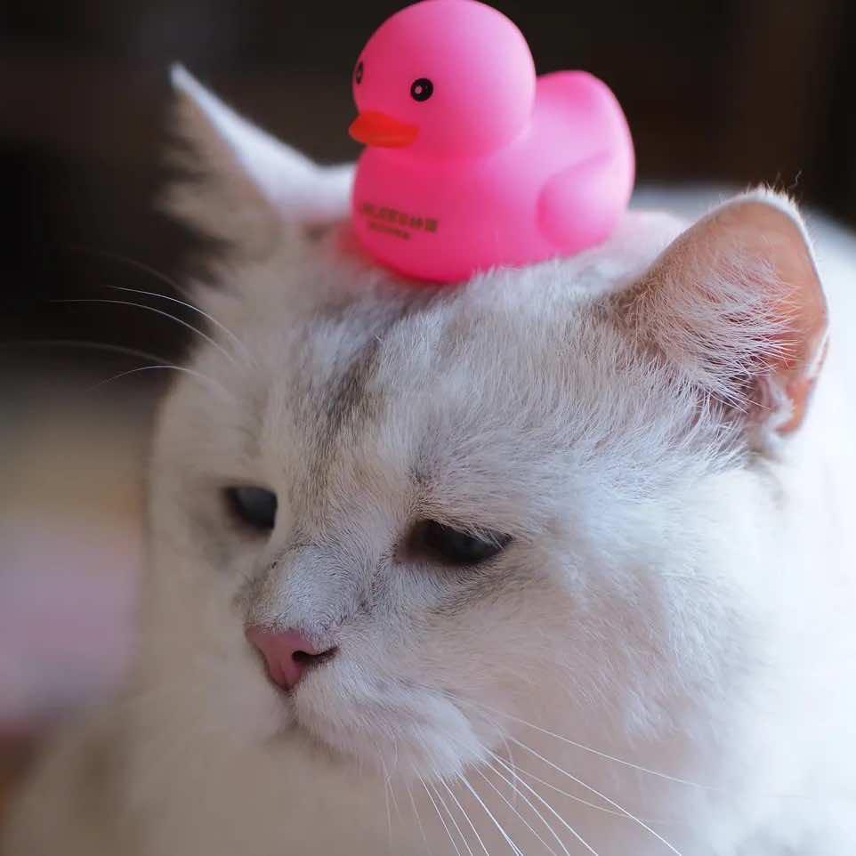 十六巷猫咖·撸猫馆官方号