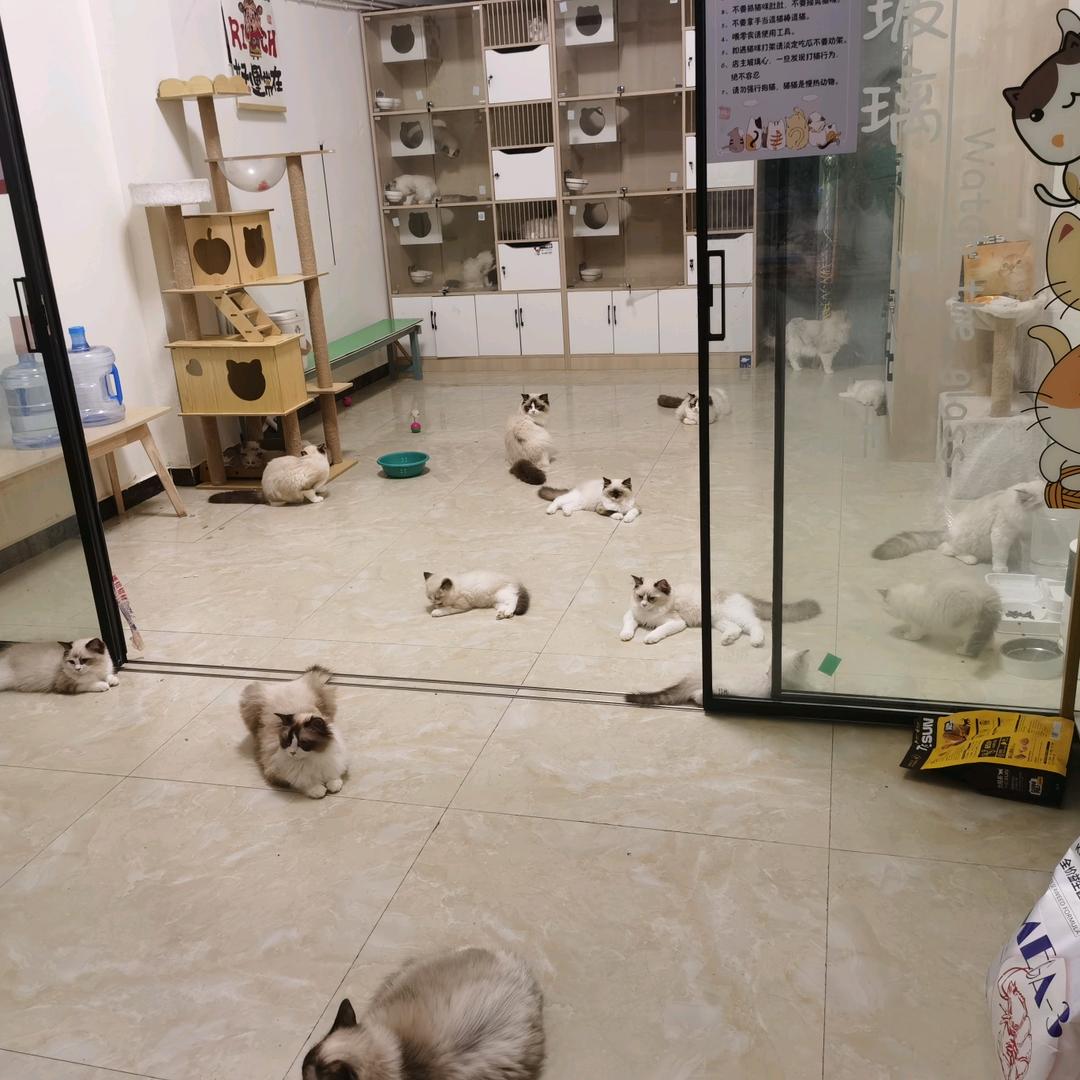 意雪猫咖