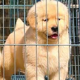三十汪金毛犬舍官方号