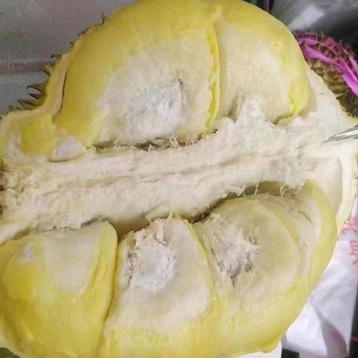 超哥榴莲