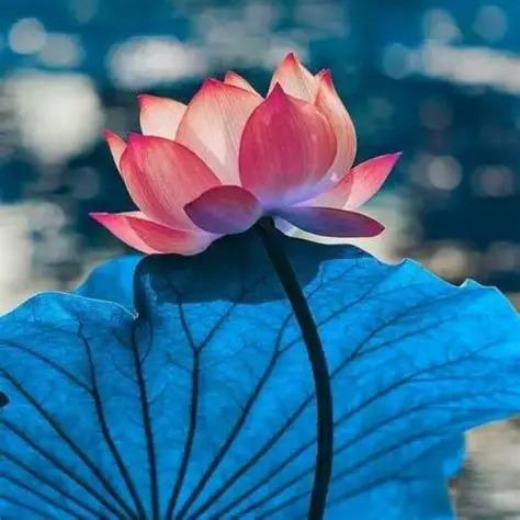如意缘分米诺斯官方号