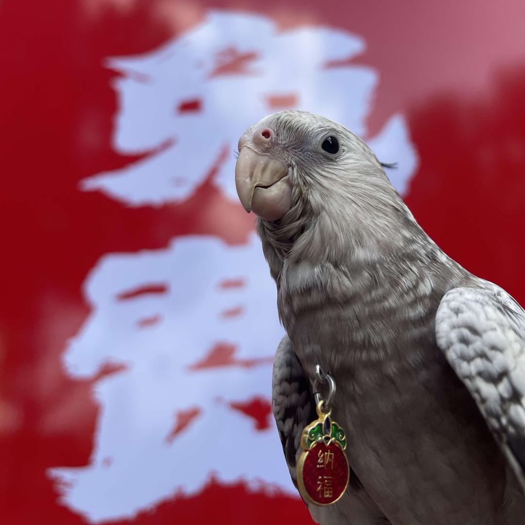 灯笼串串火锅官方号