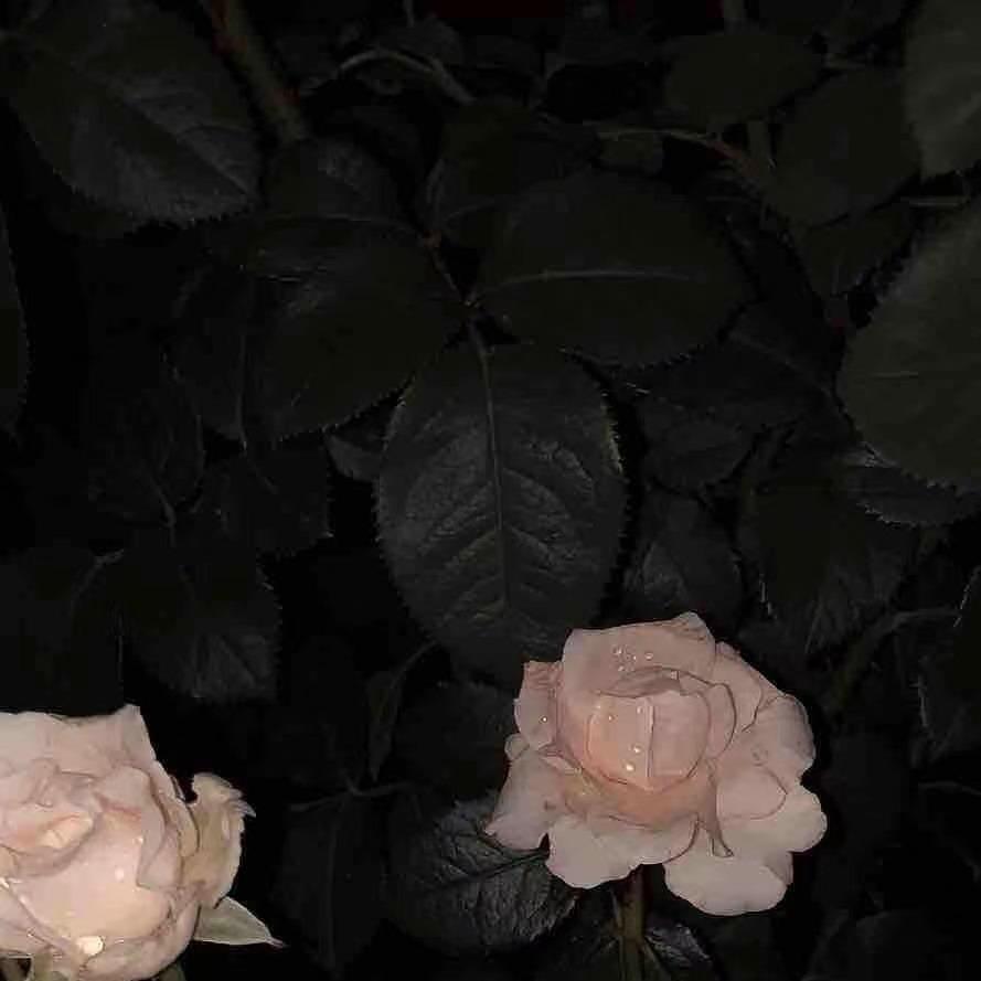 甜甜的月牙