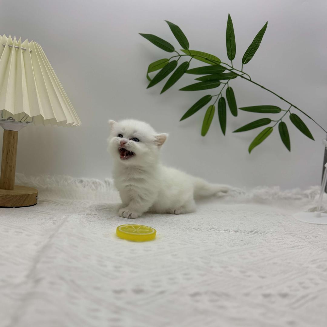 橙汁优宠宠物店官方号