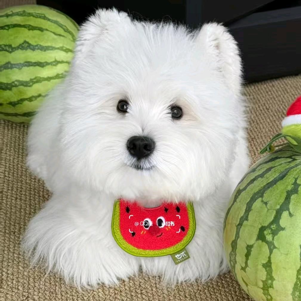 泗水粉嘟噜宠物