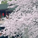 小鼠传媒直播号