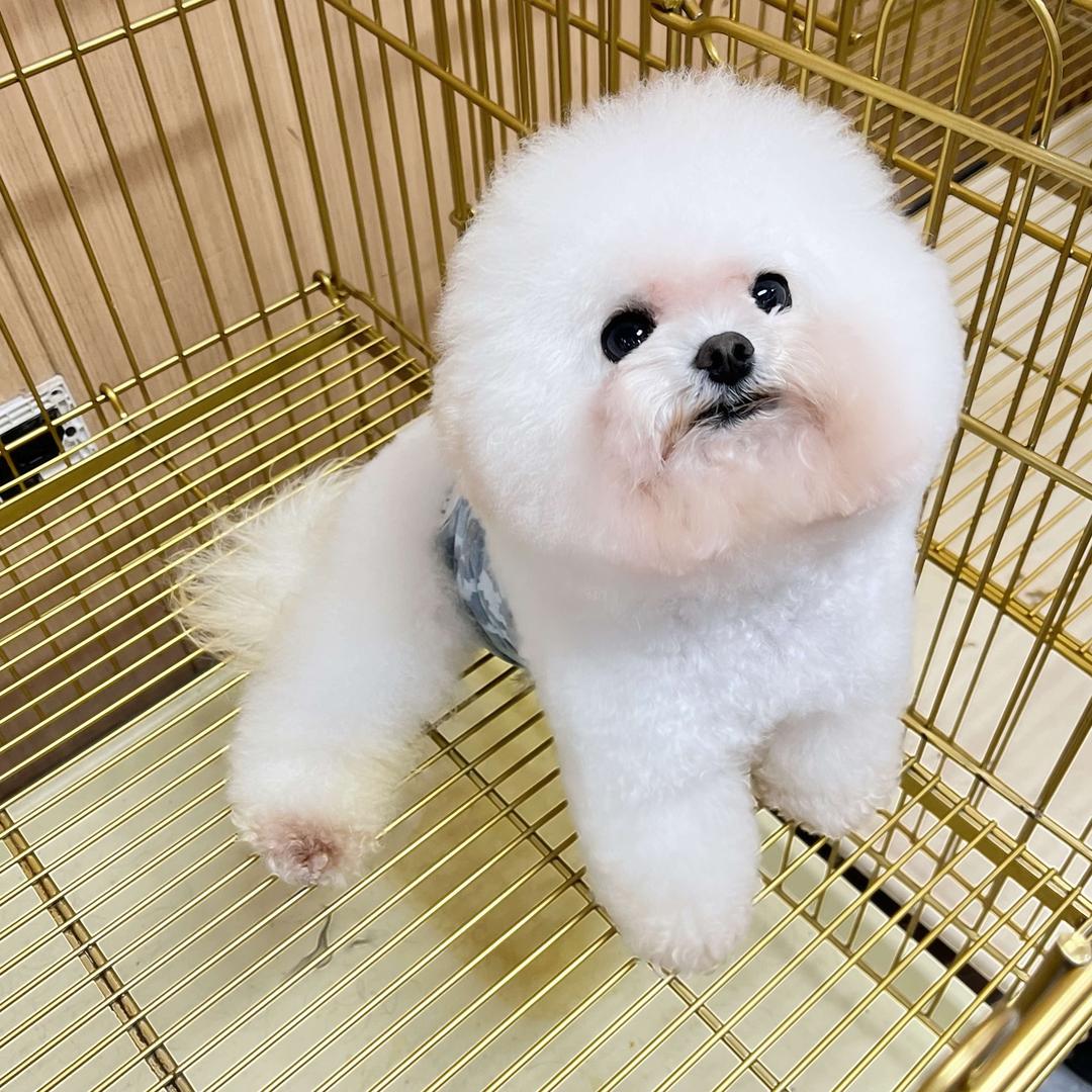 娟姐犬业