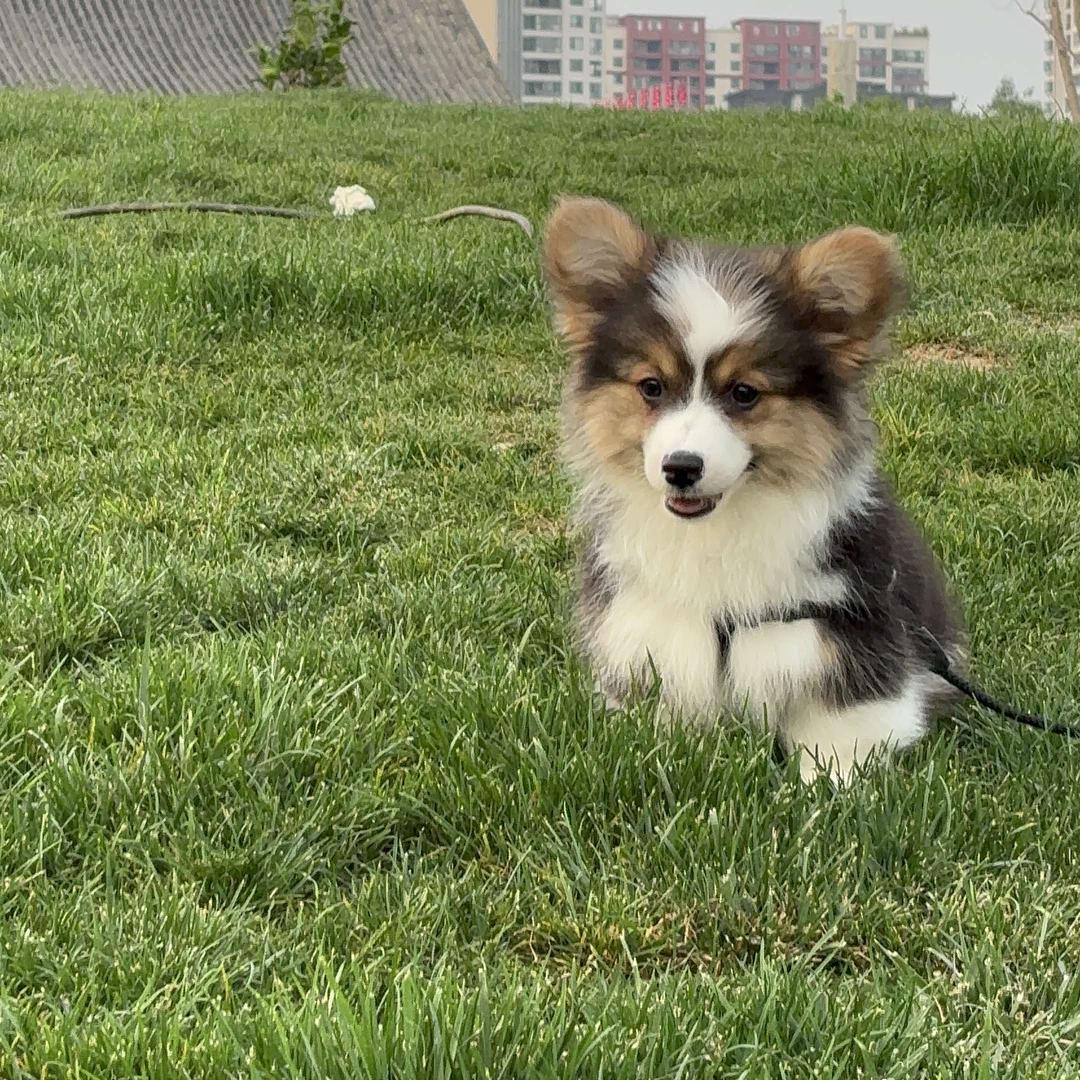 瑜儿（椿语·爱宠）