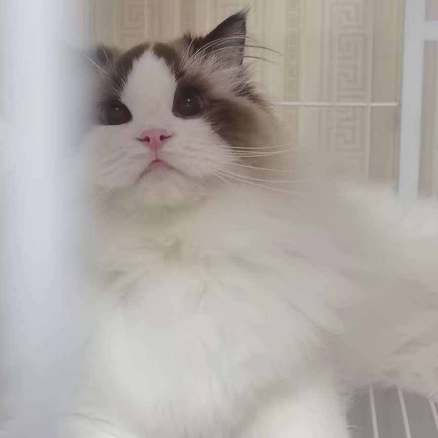 猫语时光